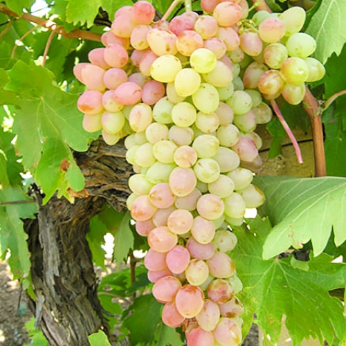 Виноград кишмиш Мечта изображение 1 артикул 6968