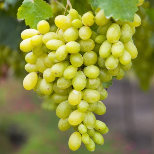 Виноград кишмиш Столетие артикул фото 1 Виноград кишмиш Столетие изображение 1 артикул 7316