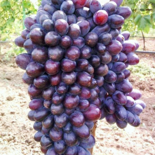 Виноград кишмиш Юпитер артикул фото 1 Виноград кишмиш Юпитер изображение 1 артикул 6955