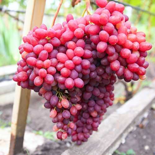 Виноград кишмиш Велес изображение 1 артикул 7669