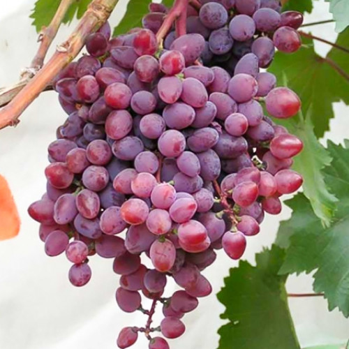 Виноград кишмиш Запорожский изображение 1 артикул 6969