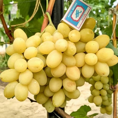 Виноград Лора артикул фото 1 Виноград Лора изображение 1 артикул 7658