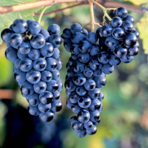Виноград Маркетт изображение 1 артикул 7660