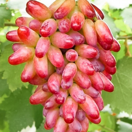 Виноград Оригинал розовый изображение 1 артикул 7323