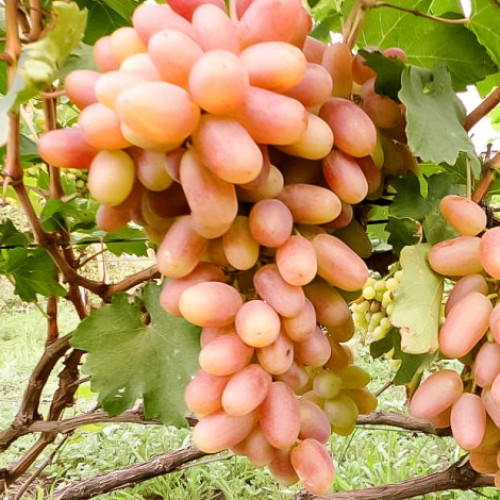 Виноград Сенсация изображение 1 артикул 7326