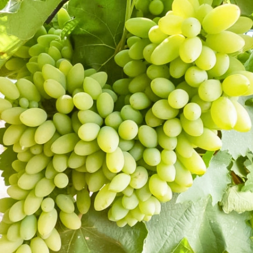 Виноград Тимур изображение 1 артикул 7358