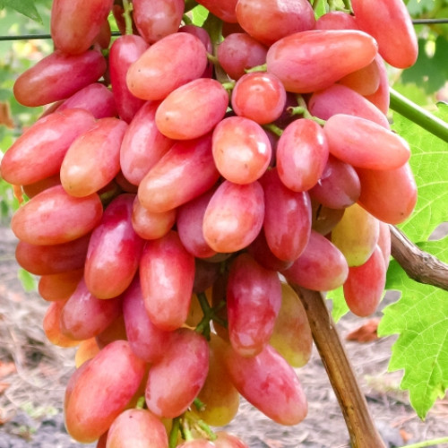 Виноград Юбилейный артикул фото 1 Виноград Юбилейный изображение 1 артикул 7329