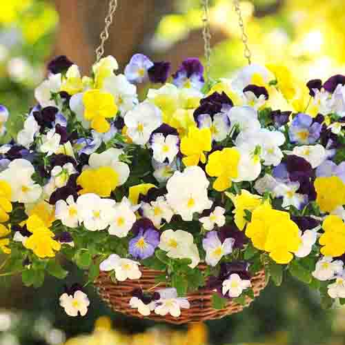 Виола ампельная Водопад микс F1, смесь окрасок изображение 1 артикул 66160