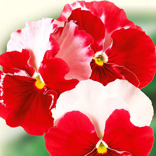 Виола Балерина F1 Premium Seeds артикул фото 1 Виола Балерина F1 Premium Seeds изображение 1 артикул 83898