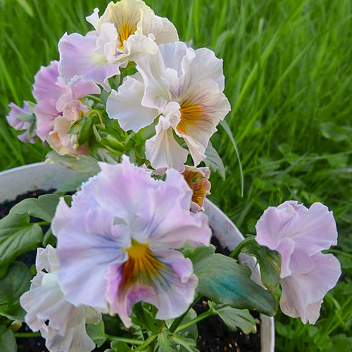 Виола Императрица, смесь окрасок Premium Seeds изображение 1 артикул 83897