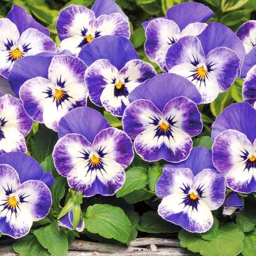 Виола рогатая Гжель F1, семена изображение 1 артикул 66040