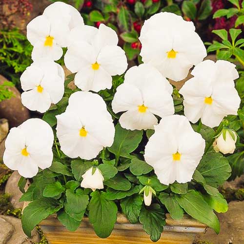 Виола Виттрока Динамит белая F1, семена изображение 1 артикул 65777