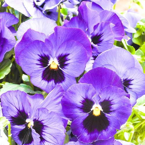 Виола Виттрока Фламенко синяя F1, семена изображение 1 артикул 66048