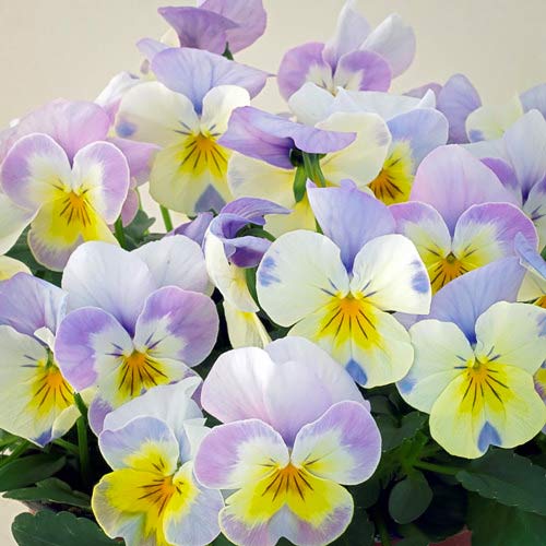 Виола Виттрока Карамель ангел F1, семена изображение 1 артикул 66042