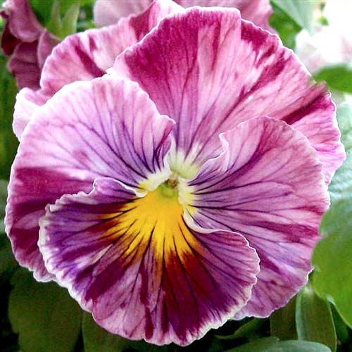 Виола Виттрока Кьянти F1, семена изображение 1 артикул 66044