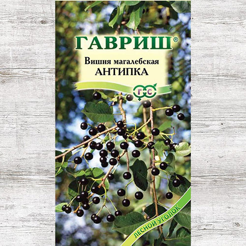 Вишня Антипка (магалебка) Гавриш изображение 1 артикул 85027