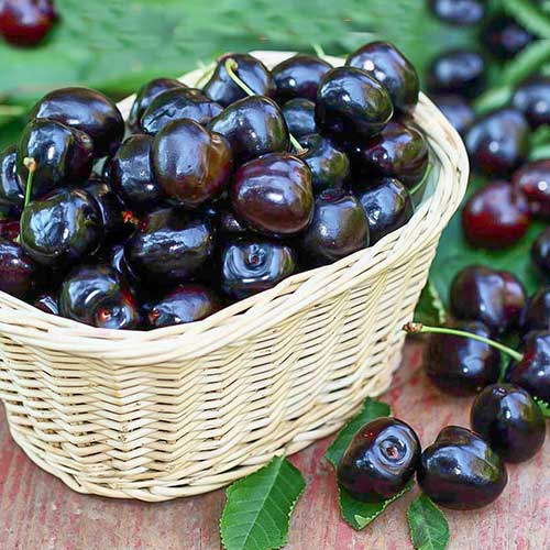Вишня Черная крупная изображение 1 артикул 7413