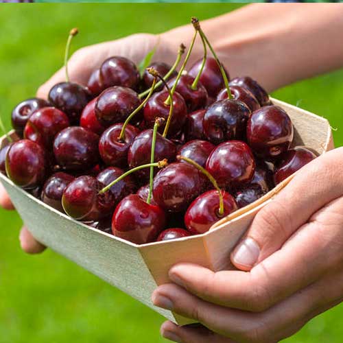 Вишня Чернокорка изображение 1 артикул 7007