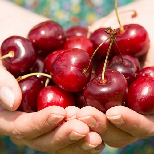 Вишня Чудо-Вишня изображение 1 артикул 7414