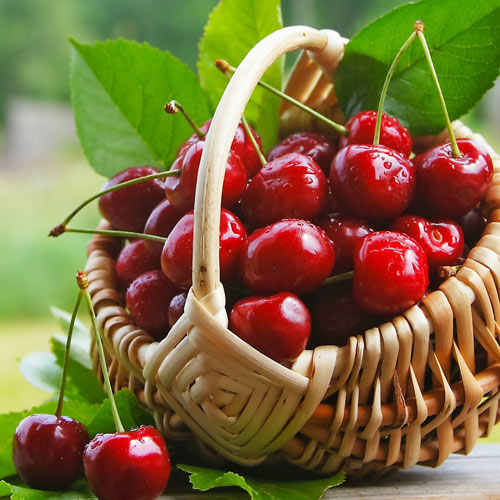 Вишня Десертная изображение 1 артикул 8602