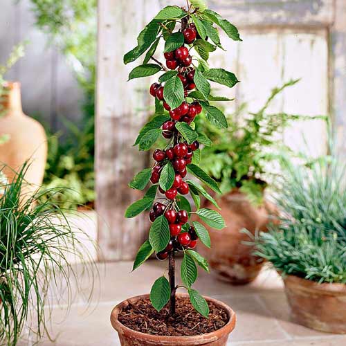 Вишня колоновидная Малютка изображение 1 артикул 1903