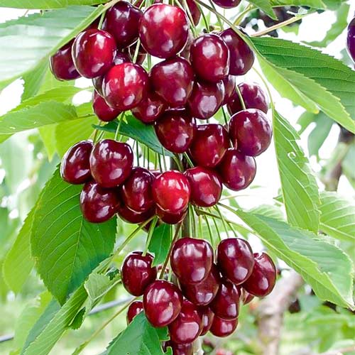 Вишня колоновидная Восторг изображение 1 артикул 1958