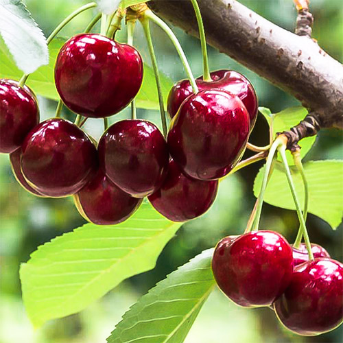 Черевишня (дюк) Кормилица изображение 1 артикул 7409