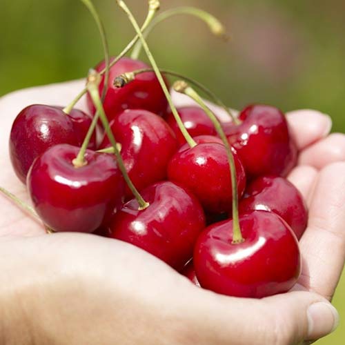 Вишня Надежда изображение 1 артикул 4169