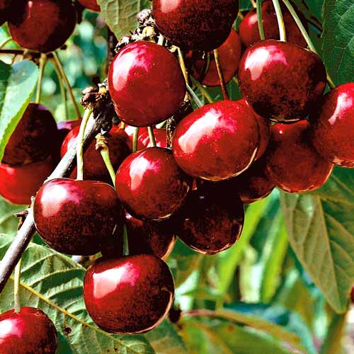 Черевишня (дюк) Ночка изображение 1 артикул 7412