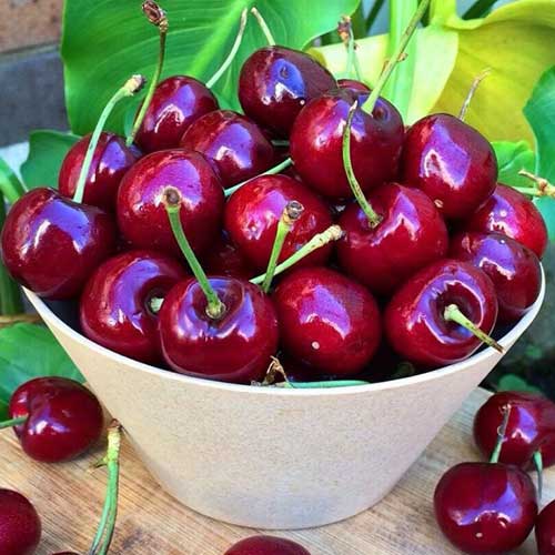 Вишня Шоколадница изображение 1 артикул 7008