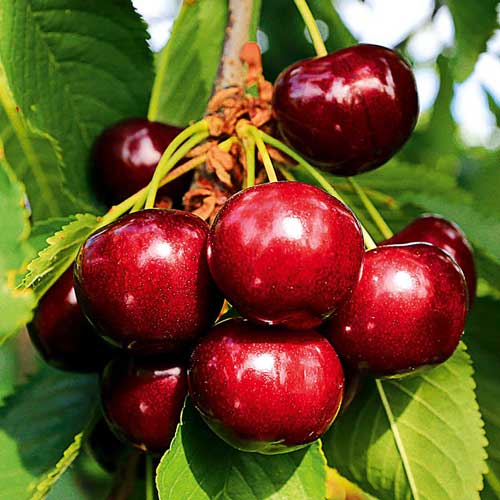 Вишня Шоколадница изображение 2 артикул 7008