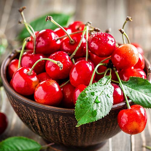 Вишня Скороспелка изображение 1 артикул 7006