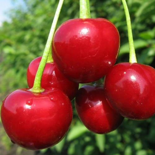 Вишня Уральская рубиновая-copy изображение 1 артикул 8653