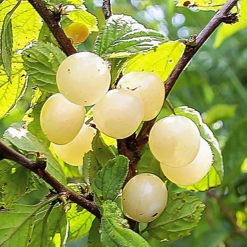 Вишня войлочная Белая изображение 1 артикул 9614