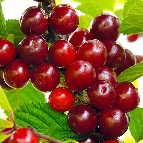 Вишня войлочная Царевна изображение 1 артикул 7408