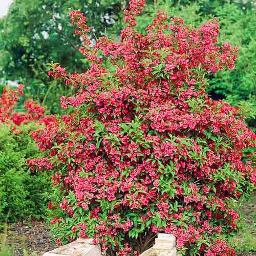 Вейгела Ред Принц изображение 1 артикул 9014