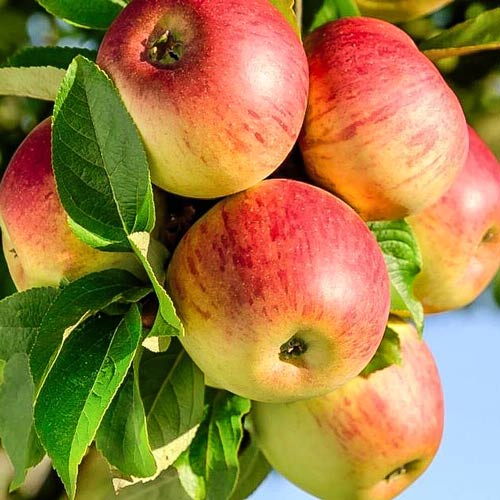 Яблоня Башкирский красавец изображение 1 артикул 7926