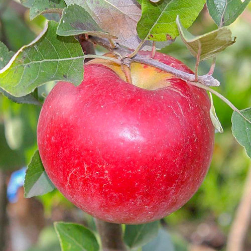 Яблоня Карамельная изображение 1 артикул 7032