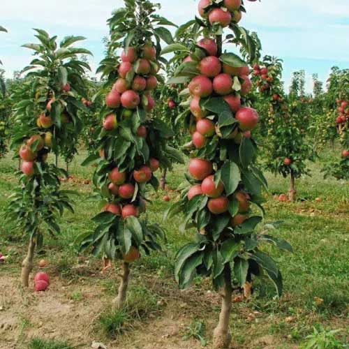 Яблоня колоновидная Алые паруса изображение 1 артикул 15649