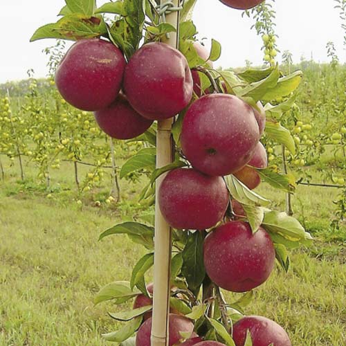 Яблоня колоновидная Джин изображение 1 артикул 1982