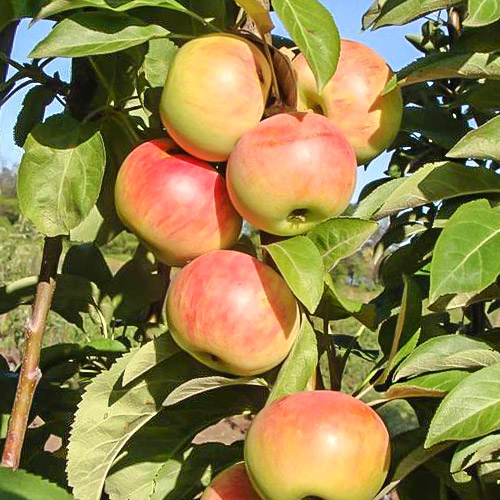 Яблоня колоновидная Московское ожерелье изображение 1 артикул 6996
