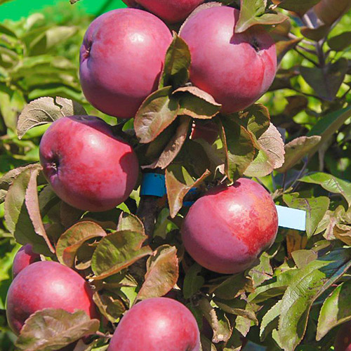 Яблоня колоновидная Созвездие изображение 1 артикул 6997