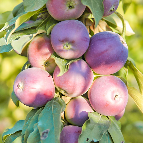 Яблоня колоновидная Триумф изображение 1 артикул 6998