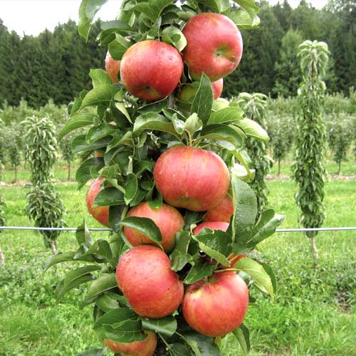 Яблоня колоновидная Васюган изображение 1 артикул 15646