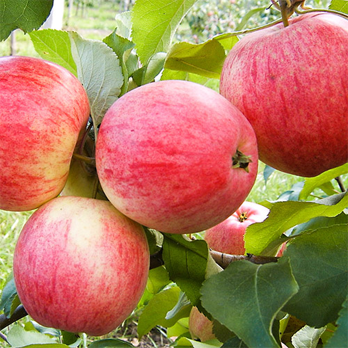 Яблоня Мельба изображение 1 артикул 7469