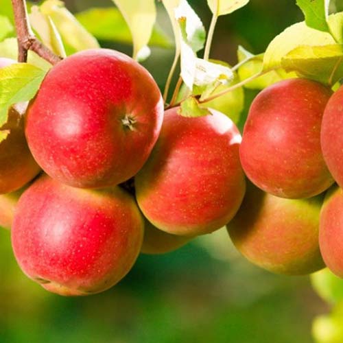 Яблоня Пинк Леди изображение 1 артикул 4261