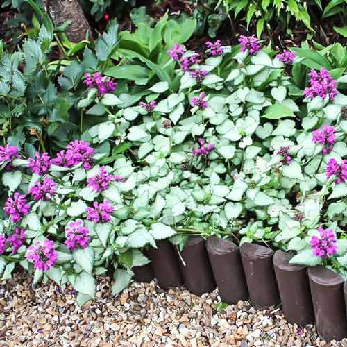 Яснотка Бекон Сильвер изображение 1 артикул 68790