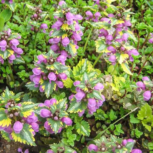 Яснотка Кенон Голд изображение 1 артикул 68789