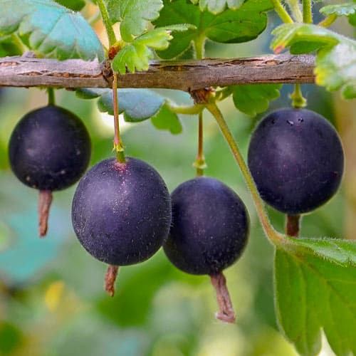 Йошта Бонн изображение 1 артикул 5183