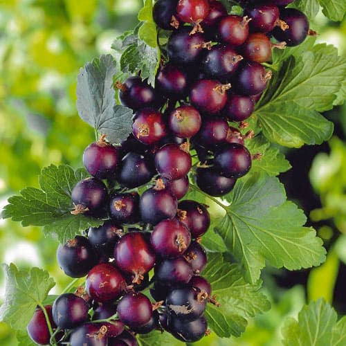 Йошта Крона изображение 1 артикул 5180